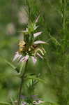 Spotted beebalm